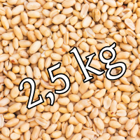 Erdnusskerne blanchiert 2,5 kg